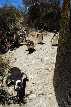 Biologistes Et Pingouins 16